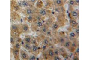 Used in DAB staining on fromalin fixed paraffin-embedded Liver tissue (APOH anticorps  (AA 22-345))