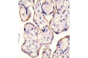 (ABIN650772 and ABIN2850440) staining CD71 in human placenta tissue sections by Immunohistochemistry (IHC-P - paraformaldehyde-fixed, paraffin-embedded sections).