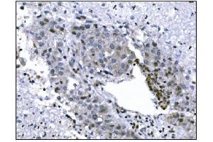 IHC analysis of KMT1B/SUV39H2 using anti-KMT1B/SUV39H2 antibody (ABIN7602135). (SUV39H2 anticorps  (AA 6-410))