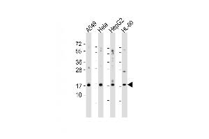 Western blot analysis of anti-SUMO2/3 N-term polyclonal antibody (ABIN388030 and ABIN2845501) in 293 cell lysate. (SUMO2/3 anticorps)