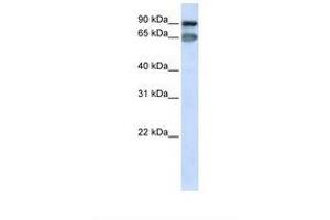 Image no. 1 for anti-Mediator Complex Subunit 16 (MED16) (AA 686-735) antibody (ABIN6739061) (MED16 anticorps  (AA 686-735))