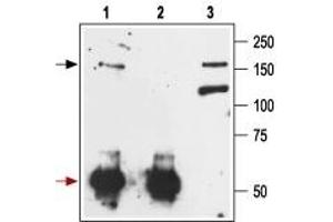 Immunoprecipitation of rat brain lysate: - 1.