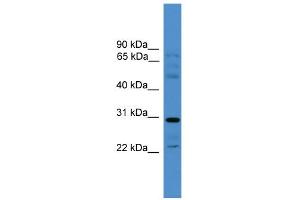 WB Suggested Anti-GJC3 Antibody Titration:  0. (GJC3 anticorps  (Middle Region))