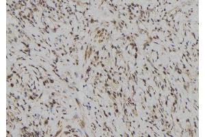 ABIN6272627 at 1/100 staining Human gastric tissue by IHC-P. (LILRB5 anticorps  (Internal Region))