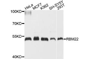 Western blot analysis of extracts of various cell lines, using RBM22 antibody (ABIN4904968) at 1:1000 dilution. (RBM22 anticorps)