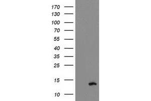 Western Blotting (WB) image for anti-phosphodiesterase 6G, CGMP-Specific, Rod, gamma (PDE6G) antibody (ABIN1500096) (PDE6G anticorps)