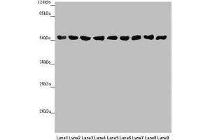 Western blot All lanes: SAMM50 antibody at 0.