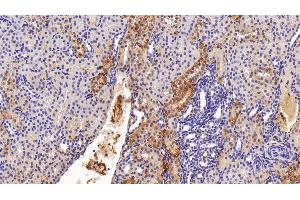 Detection of FTH in Porcine Kidney Tissue using Polyclonal Antibody to Ferritin, Heavy Polypeptide (FTH)