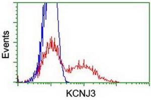 HEK293T cells transfected with either RC205322 overexpress plasmid (Red) or empty vector control plasmid (Blue) were immunostained by anti-KCNJ3 antibody (ABIN2455496), and then analyzed by flow cytometry. (KCNJ3 anticorps  (AA 279-501))