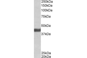 ABIN570946 (1 µg/mL) staining of Human Skeletal Muscle lysate (35 µg protein in RIPA buffer).
