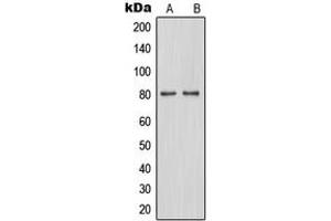 Western blot analysis of TAU (pS262) expression in A549 (A), SP2/0 (B) whole cell lysates. (tau anticorps  (C-Term, pSer262))