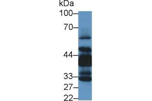 Western Blot; Sample: Human Lung lysate; Primary Ab: 1µg/ml Rabbit Anti-Human LIMS1 Antibody Second Ab: 0.