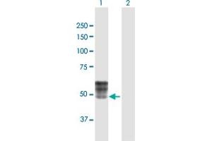 Western Blot analysis of ISLR expression in transfected 293T cell line by ISLR MaxPab polyclonal antibody. (ISLR anticorps  (AA 1-428))