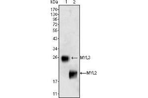 Western blot analysis using MYL3 (1) and MYL2 (2) mouse mAb against rat fetal heart tissue lysate.