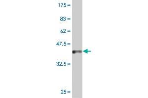 Western Blot detection against Immunogen (37 KDa) .