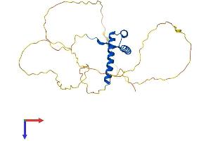 AlphaFold protein structure predicition of Mouse Recombinant Hoxd12 Protein, UniprotID P23812