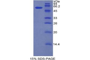 SDS-PAGE analysis of Mouse IRF1 Protein. (IRF1 Protéine)