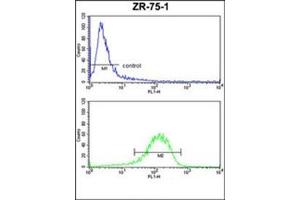 Flow Cytometry analysis of ZR-75-1 cells using ENTPD2 / CD39L1 Antibody (N-term) Cat.