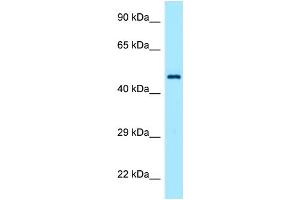 Host: Rabbit Target Name: TEAD1 Antibody Dilution: 1. (TEAD1 anticorps  (C-Term))