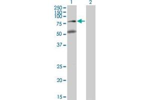 Western Blot analysis of BBS2 expression in transfected 293T cell line by BBS2 MaxPab polyclonal antibody. (BBS2 anticorps  (AA 1-721))
