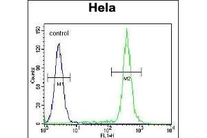 TBX6 Antibody (Center ) (ABIN655621 and ABIN2845101) flow cytometric analysis of Hela cells (right histogram) compared to a negative control cell (left histogram). (T-Box 6 anticorps  (AA 143-172))
