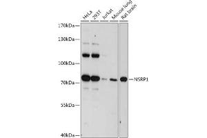Western blot analysis of extracts of various cell lines, using NSRP1 antibody (ABIN7269025) at 1:1000 dilution. (NSRP1 anticorps  (AA 1-280))