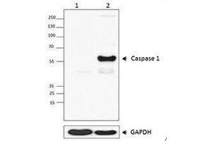 Western Blotting (WB) image for anti-Caspase 1 (CASP1) antibody (ABIN2664090) (Caspase 1 anticorps)