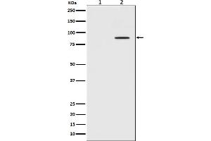 Western blot analysis of Phospho-STAT3 (Tyr705) expression in (1) HeLa cell lysate