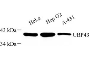 Western blot analysis of ubp43 (ABIN7076108) at dilution of 1: 1000 (USP18 anticorps)