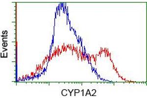 Image no. 4 for anti-Cytochrome P450, Family 1, Subfamily A, Polypeptide 2 (CYP1A2) antibody (ABIN1497712)