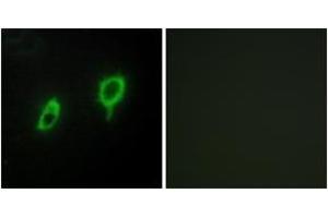 Immunofluorescence analysis of COS7 cells, using 14-3-3 gamma Antibody. (14-3-3 gamma anticorps  (AA 51-100))