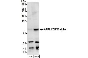Western Blotting (WB) image for anti-Adaptor Protein, phosphotyrosine Interaction, PH Domain and Leucine Zipper Containing 1 (APPL1) (AA 659-709) antibody (ABIN7449968)