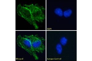 Immunofluorescence staining of fixed U251 cells with anti-Prion antibody 3F4. (Recombinant PRNP anticorps)