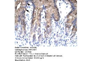 Rabbit Anti-NR4A1 Antibody  Paraffin Embedded Tissue: Human Stomach Cellular Data: Mucous Cells Antibody Concentration: 4. (NR4A1 anticorps  (N-Term))