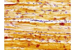 Immunohistochemistry of paraffin-embedded human skeletal muscle tissue using ABIN7160161 at dilution of 1:100