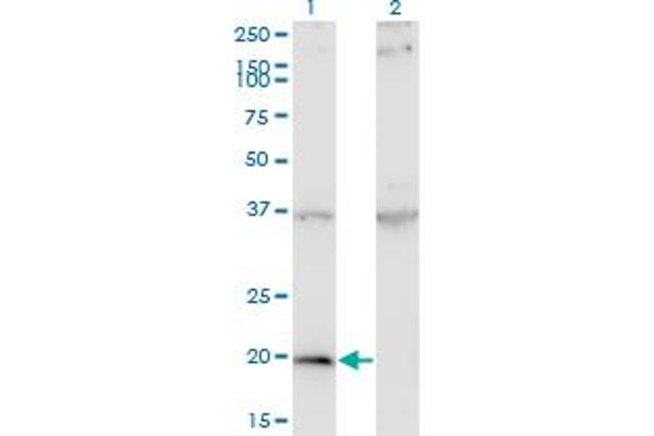 IFNA1 anticorps  (AA 24-133)