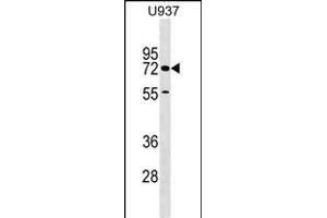 CERC Antibody (C-term) (ABIN1537402 and ABIN2849435) western blot analysis in  cell line lysates (35 μg/lane). (CERCAM anticorps  (C-Term))
