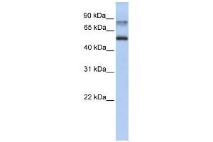 Epsin 1 antibody used at 1 ug/ml to detect target protein. (Epsin 1 anticorps  (C-Term))