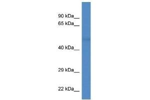 Western Blot showing Tuba8 antibody used at a concentration of 1. (TUBA8 anticorps  (N-Term))