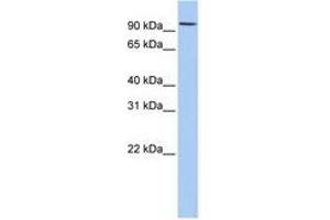 Image no. 1 for anti-Ring Finger Protein 19A (RNF19A) (AA 108-157) antibody (ABIN6740802) (RNF19A anticorps  (AA 108-157))