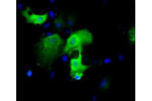 Anti-IGBP1 mouse monoclonal antibody (ABIN2453823) immunofluorescent staining of COS7 cells transiently transfected by pCMV6-ENTRY IGBP1 (RC200387). (IGBP1 anticorps)