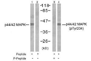 Image no. 2 for anti-Mitogen-Activated Protein Kinase 1/3 (MAPK1/3) (pThr187), (pTyr204) antibody (ABIN197000)