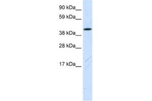 Western Blotting (WB) image for anti-Family with Sequence Similarity 172, Member A (Fam172a) antibody (ABIN2461567) (Fam172a anticorps)