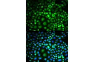 anti-RuvB-Like 2 (E. Coli) (RUVBL2) (AA 1-463) antibody