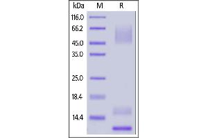 Biotinylated Human Mucin-1 , His,Avitag on  under reducing (R) condition.