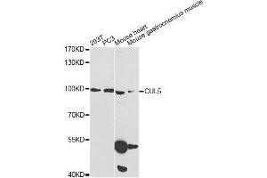 Western blot analysis of extracts of various cell lines, using CUL5 Antibody. (Cullin 5 anticorps  (AA 1-300))
