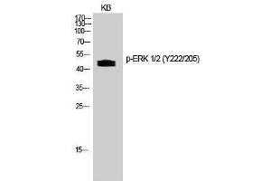 Western Blotting (WB) image for anti-Mitogen-Activated Protein Kinase 1/3 (MAPK1/3) (pTyr205), (pTyr222) antibody (ABIN3173143) (ERK1/2 anticorps  (pTyr205, pTyr222))