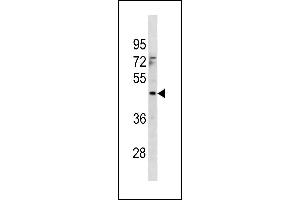 MTCH1 Antibody (Center) (ABIN1881558 and ABIN2843316) western blot analysis in 293 cell line lysates (35 μg/lane). (MTCH1 anticorps  (AA 151-177))