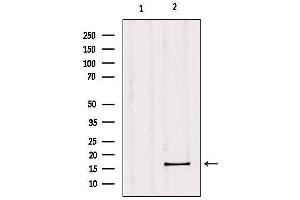 Western blot analysis of extracts from mouse muscle, using GPSM3 Antibody. (GPSM3 anticorps  (C-Term))