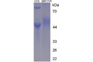 Image no. 3 for IgM peptide (Ovalbumin) (ABIN5666232)
